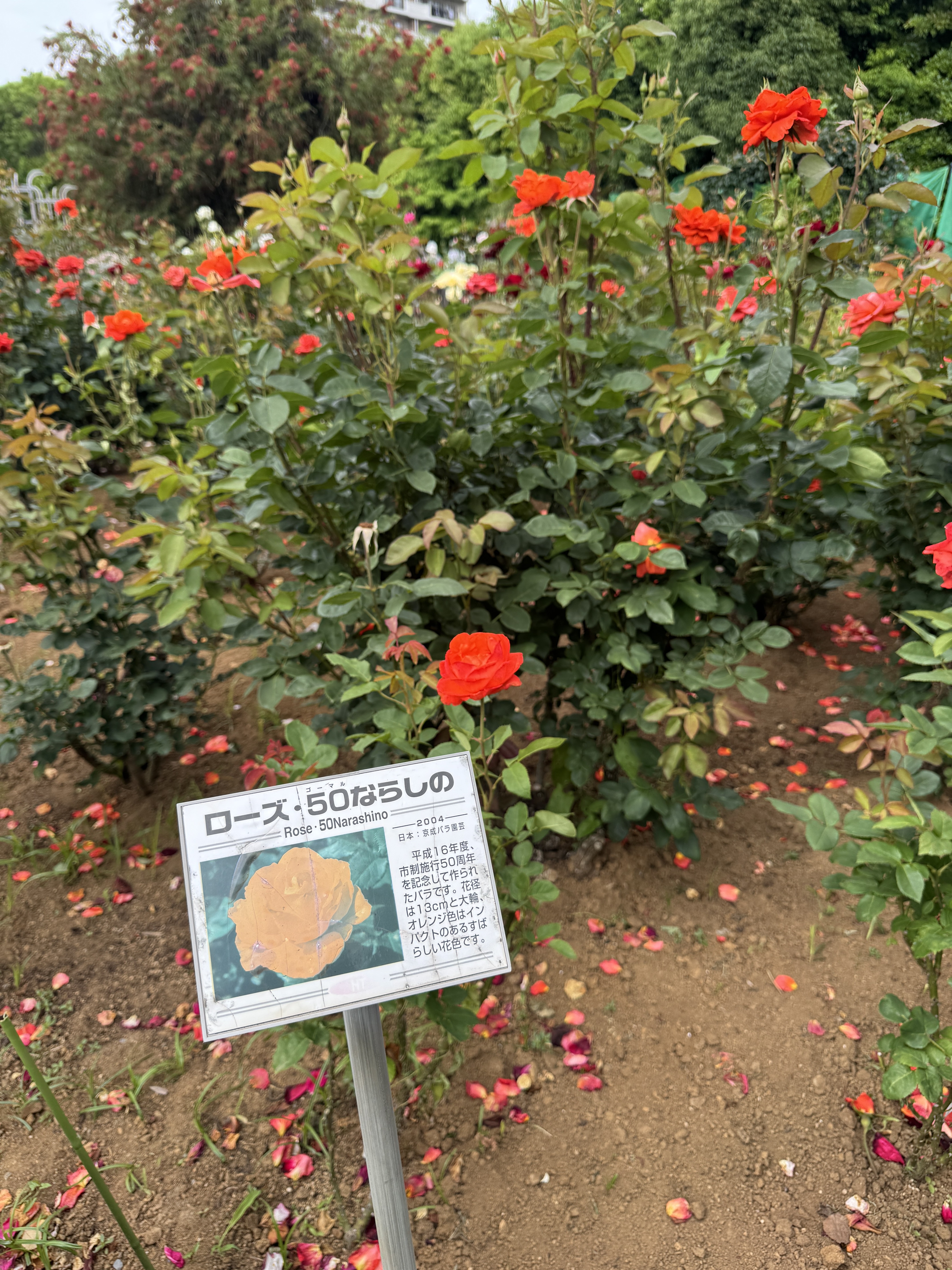 谷津バラ園